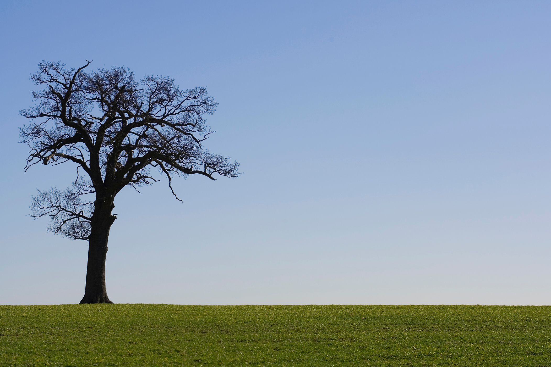 Old Tree Horizon 